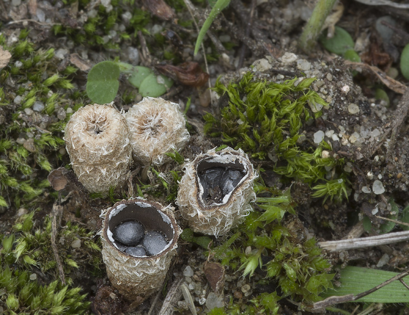 Cyathus stercoreus